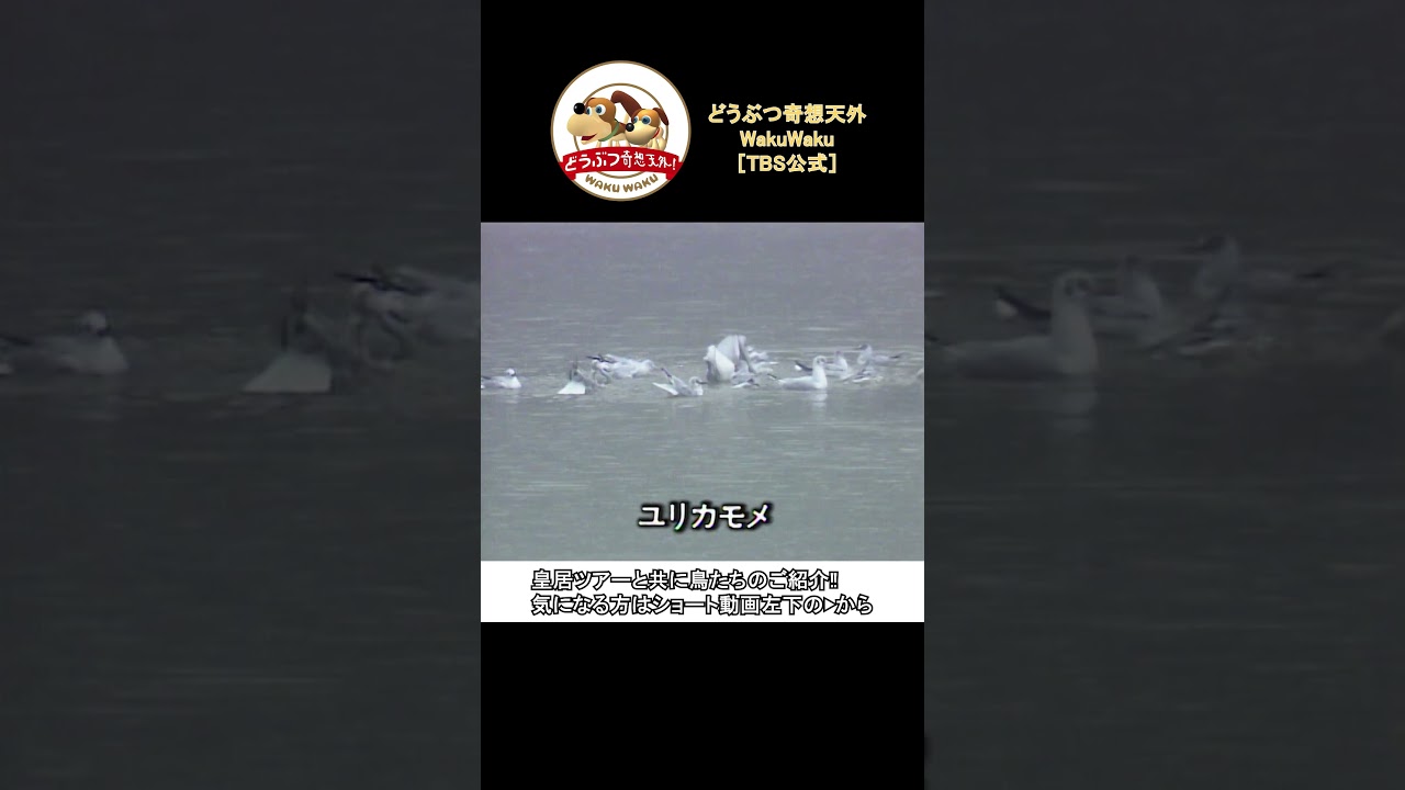 東京の中心とは思えない!?自然が溢れる皇居をご紹介【どうぶつ奇想天外／WAKUWAKU】