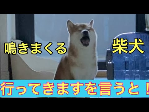 【柴犬飼い主54歳】〝行ってきます〟と言うと物凄く寂しがる柴犬！