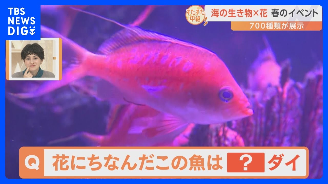 八景島シーパラダイス　春のイベント「海の生き物と花」が開催中！水族館をすたすた中継｜TBS NEWS DIG