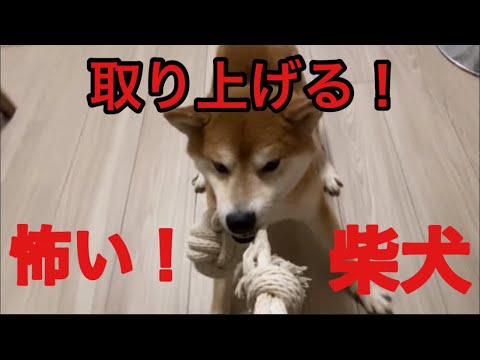 【柴犬飼い主54歳】横取りしようとしたらガチギレ！