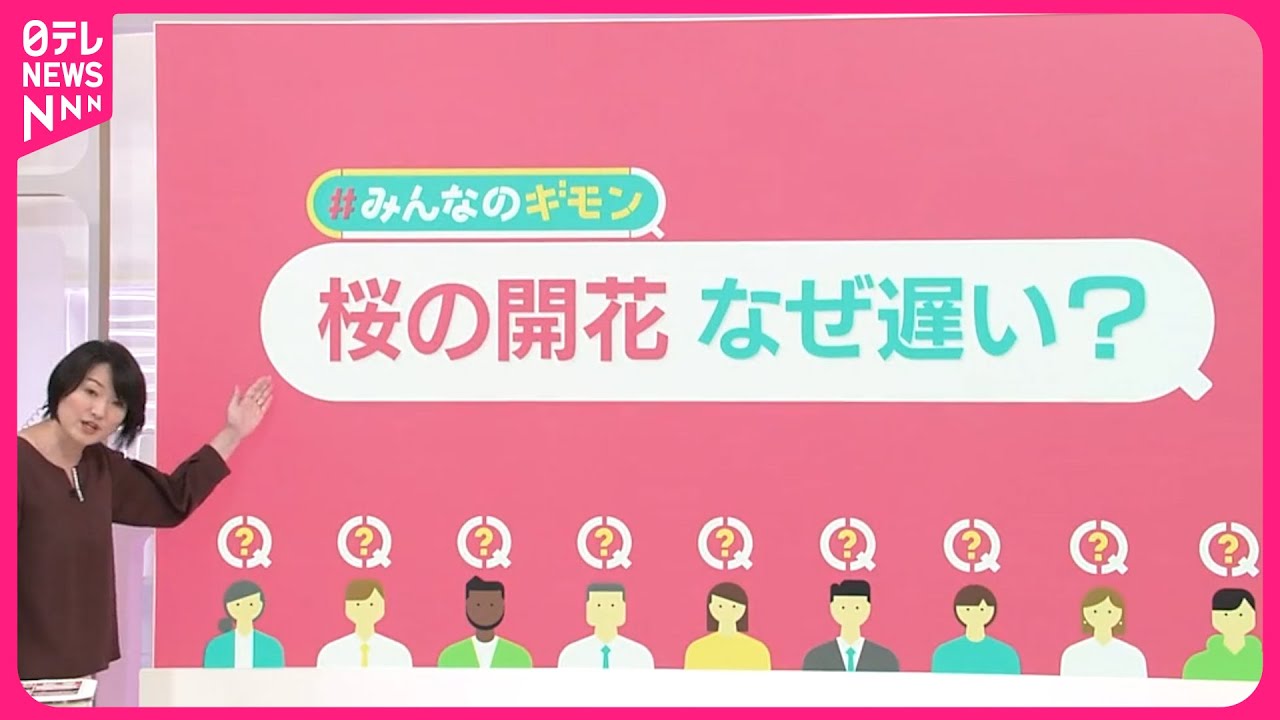 【桜の開花なぜ遅い?】東京では“10年ぶり”の遅さ  植え替えで「ソメイヨシノ」消える?【#みんなのギモン】