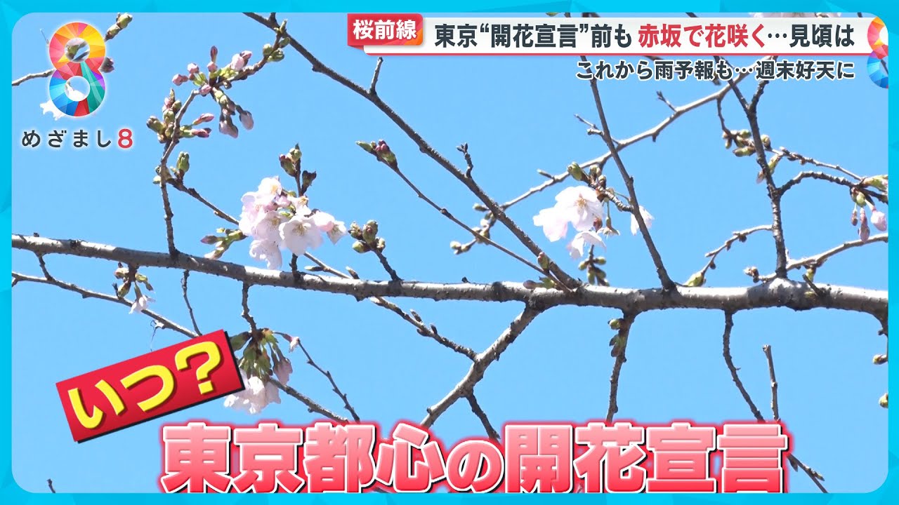 【待てない】いつ？桜開花宣言 都内の桜名所を総力取材 どこのソメイヨシノが花開く？【めざまし８ニュース】