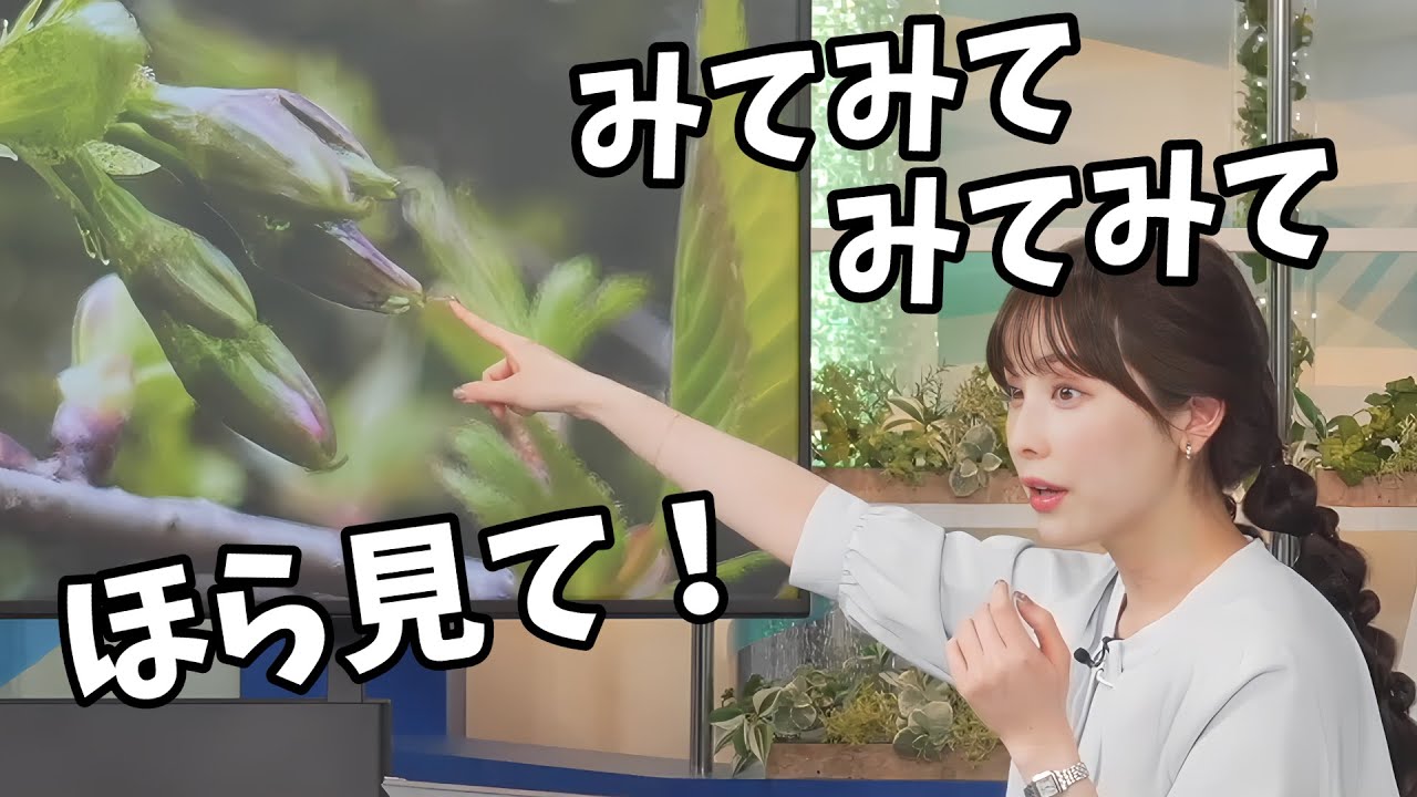 【松雪彩花】諦めかけていたマイ桜が大逆転で花が咲きそうになり大喜びするあやち【ウェザーニュース切り抜き】