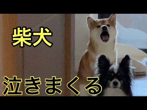 【柴犬飼い主54歳】自宅警備に反応して泣き続ける柴犬！