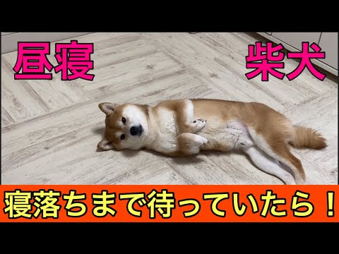 【柴犬飼い主54歳】柴犬寝落ちするまでそっと見ていたら！