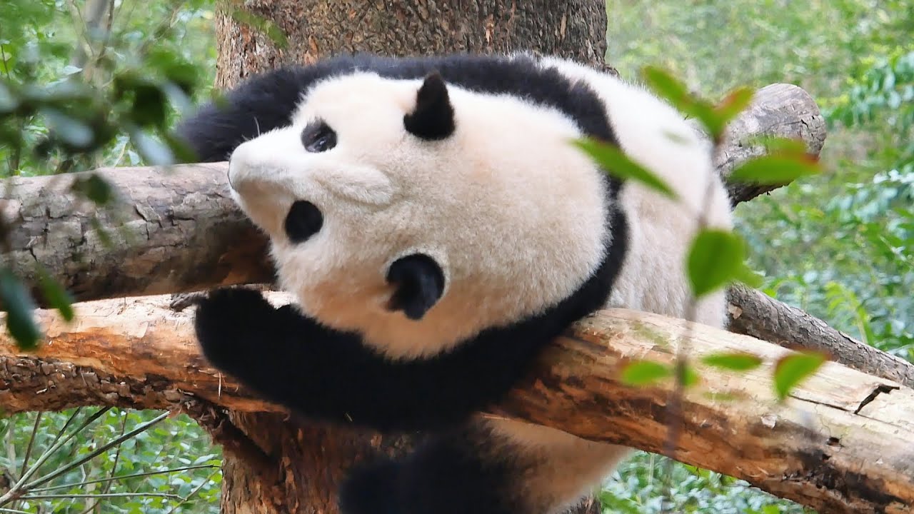 HeHua's happy adventure at the backyard, so clumsy yet so cute😂