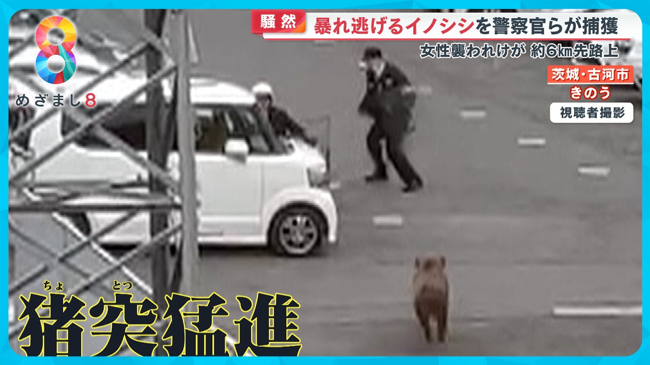 【騒然】｢大きめです！｣暴れ逃げるイノシシを警察官ら捕獲作戦 女性襲われケガ【めざまし８ニュース】