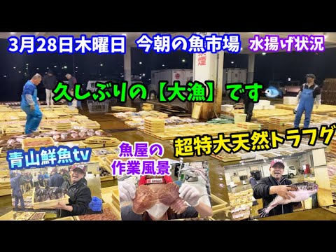 【大漁】【特大トラフグ6kgup】【魚屋の作業風景】今朝の魚市場3月28日木曜日の水揚げ状況