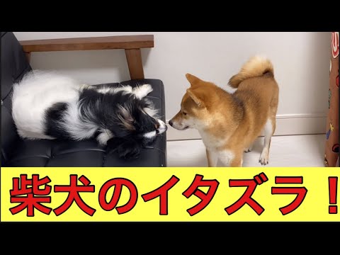 【柴犬飼い主54歳】パピヨンにイタズラしてキレられる柴犬！