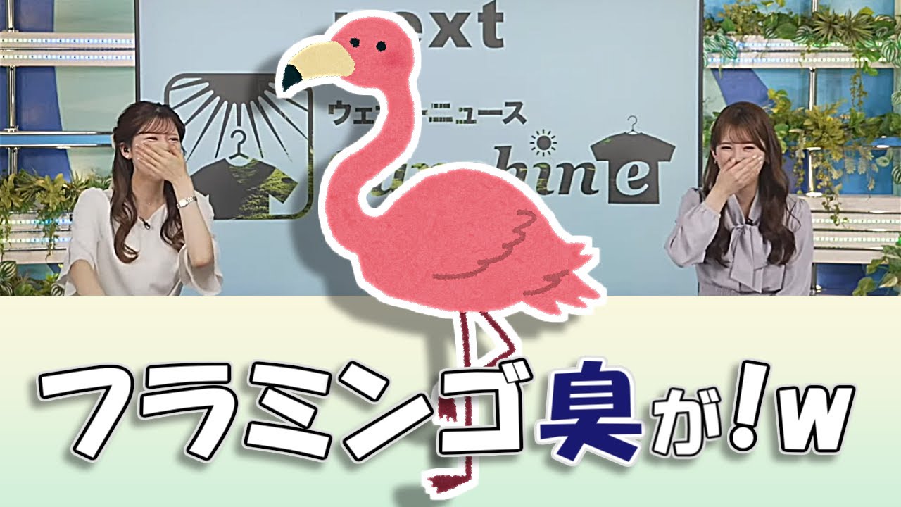 【#小川千奈 & #小林李衣奈】フラミンゴ臭が!w【#ウェザーニュースLiVE 切り抜き】