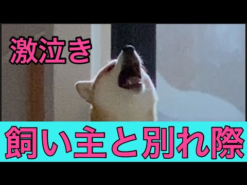 【柴犬飼い主54歳】飼い主との別れ際に泣いてた柴犬がいなくなったら超リラックス！