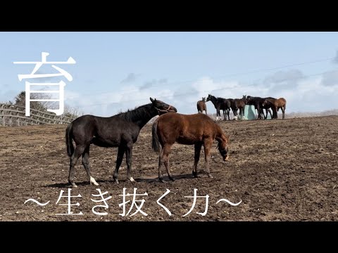 【御報告】　1歳馬4頭が他牧場に移動することになりました☘️☘️