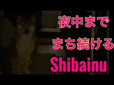 【柴犬飼い主54歳】飼い主を待ち続ける柴犬！