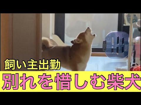 【柴犬飼い主54歳】飼い主と別れをおしむ柴犬！