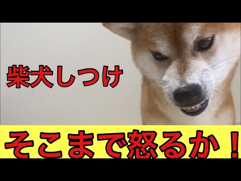 【柴犬飼い主54歳】ちゃんとしつけをしないから凶暴柴犬に！