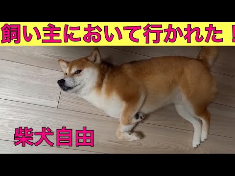 【柴犬飼い主54歳】飼い主が出かけた後の柴犬！