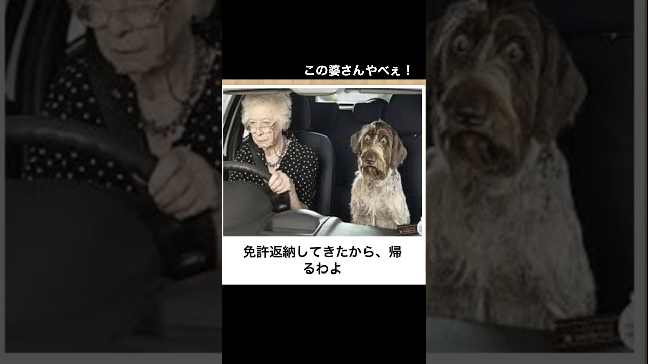 免許返納婆さんと犬の「ボケて」にアフレコします　#shorts