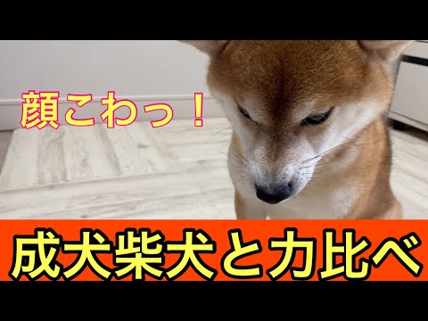 【柴犬飼い主54歳】成犬になった柴犬と力比べしてみた！