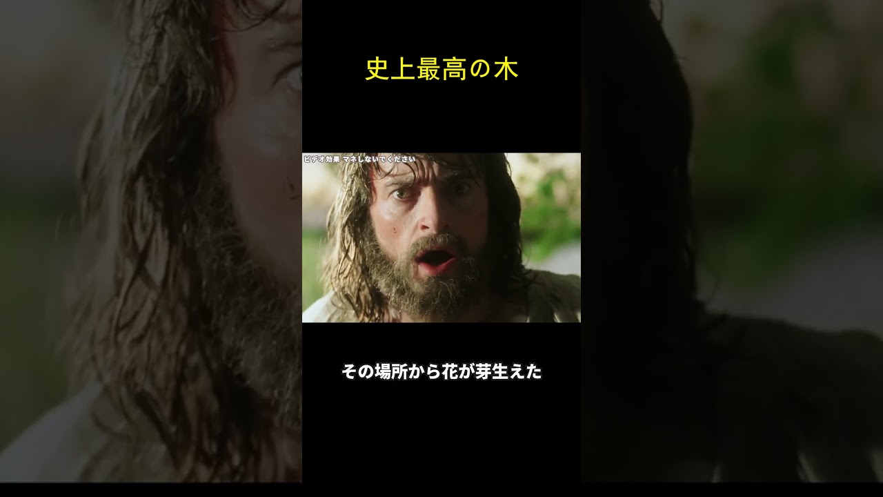 史上最高の木