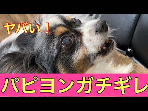 【柴犬飼い主54歳】パピヨンまで怒りだす！