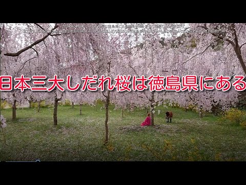 20240404日本三大しだれ桜は徳島県にある満開中の今日全て撮影しました勝ぼうず「宮川内しだれ桜いまの桜300本」徳島県阿波市「ゆうかの里しだれ桜500本」徳島県神山町「大毛島の花見山しだれ桜350
