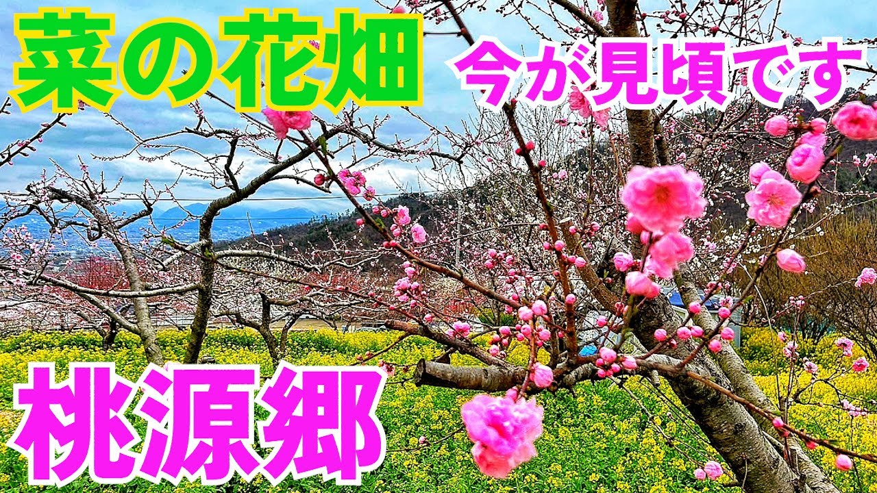 #89 【武田神社周辺と桃源郷の菜の花畑】そろそろ見頃ですよ