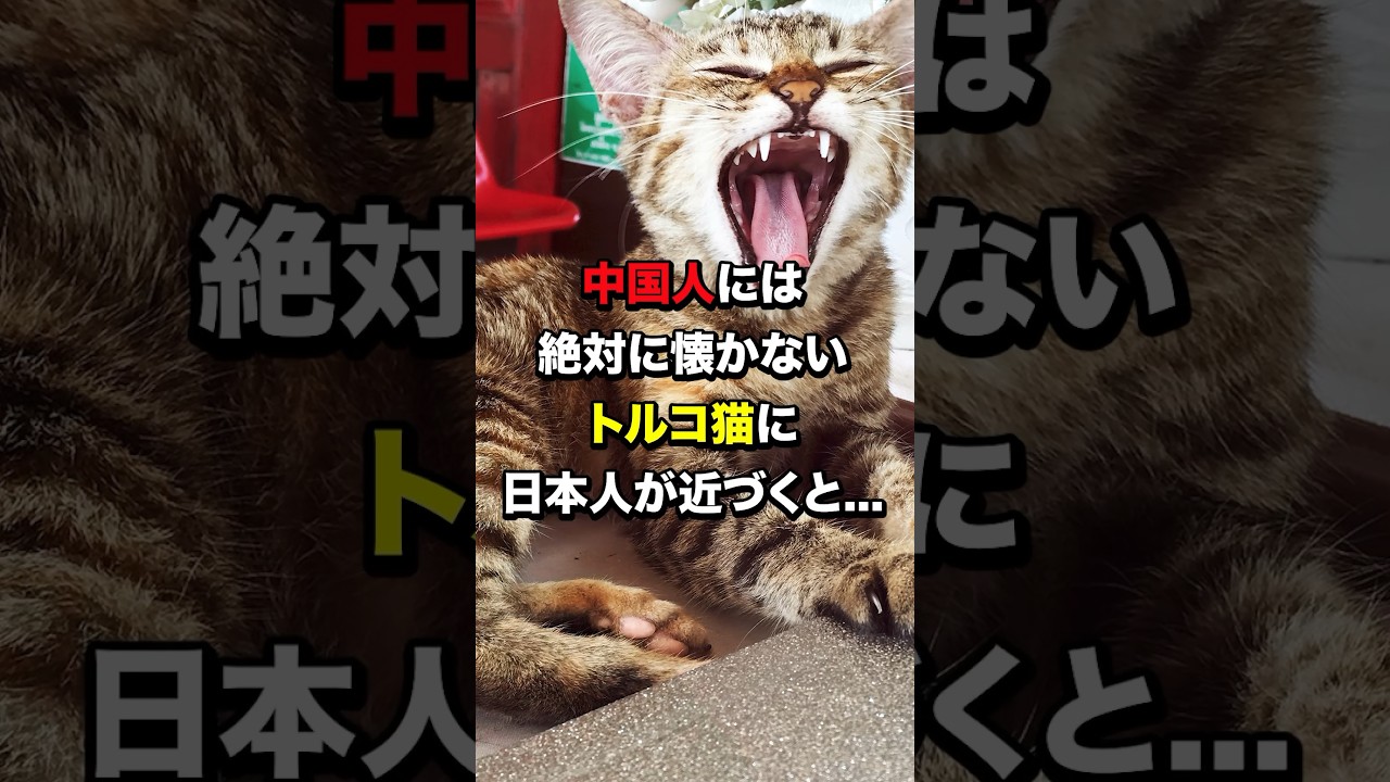 中国人には懐かないトルコ猫に日本人が近づくと… #海外の反応  #日本  #中国