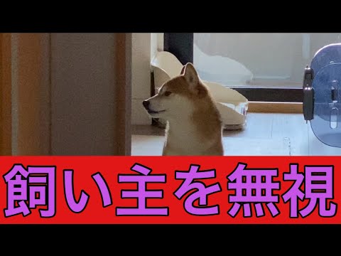 【柴犬飼い主54歳】出掛けてほしくないから無視し続ける柴犬！