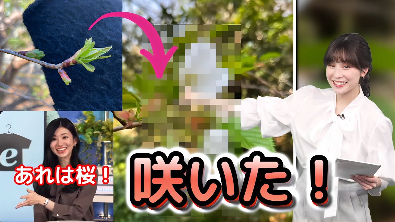 【松雪彩花×大島璃音】のんちゃんもお墨付き！桜じゃない疑惑のあった、"あやちMY桜"に進展！ついに開花したが、その花とは・・・大喜びの"お天気お姉さん"　【ウェザーニュース切り抜き】