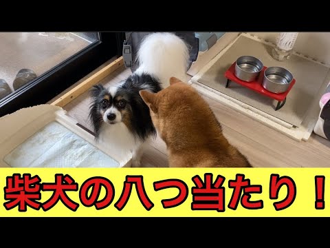 【柴犬飼い主54歳】飼い主に当て付けでパピヨンに八つ当たりする柴犬！