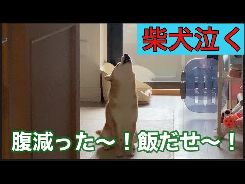 【柴犬飼い主54歳】柴犬を留守番させてカラオケ行ったら！