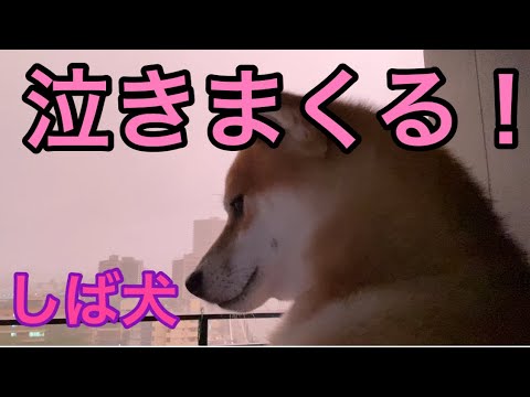 【柴犬飼い主54歳】留守番させられる事で本当に泣きまくる柴犬！