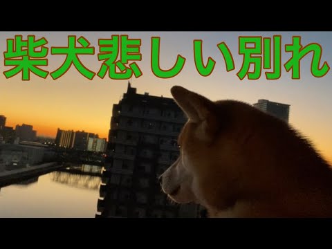 【柴犬飼い主54歳】悲しい声をだして別れ惜しむ柴犬！
