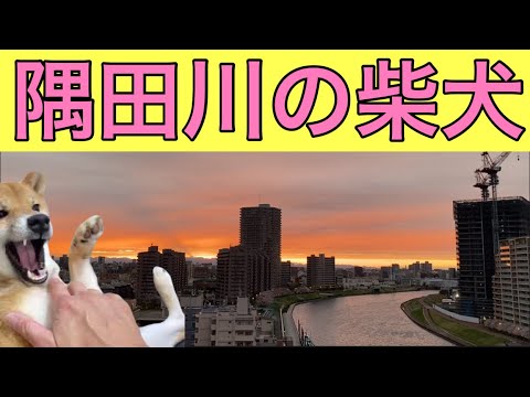 【柴犬飼い主54歳】飼い主を待ち続け寝てしまった柴犬！