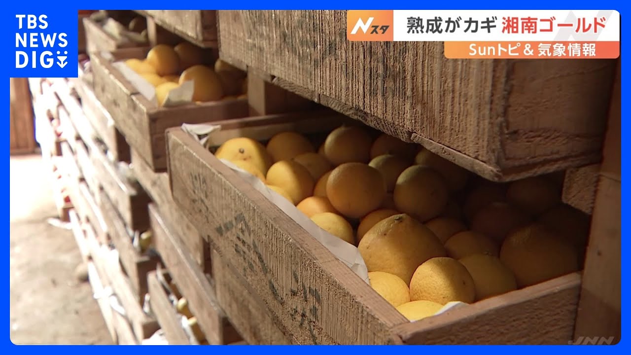 「湘南ゴールド」ってどんな果実？味は？長期間熟成が甘さのカギ【Sunトピ】｜TBS NEWS DIG