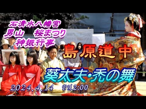 石清水八幡宮　男山　桜まつり　神賑行事　島原道中　（葵太夫・禿の舞）２０２４．４．１４　PM２：００