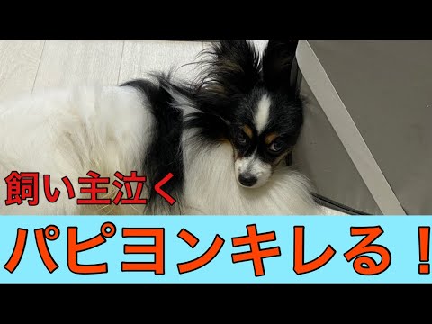 【柴犬飼い主54歳】パピヨンまでキレるようになりました😗