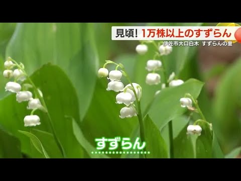 【動画・かごしまの天気】伊佐市　すずらんの里のスズラン見頃 (24/04/16 20:28)