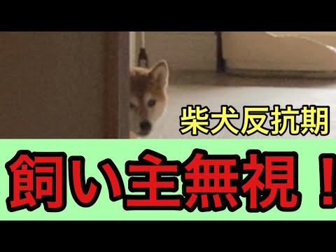【柴犬飼い主54歳】飼い主の見送りせず完全シカト！