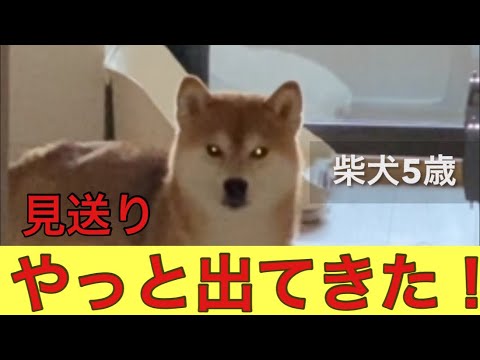 【柴犬飼い主54歳】見送りにすら出てこなくなった柴犬！