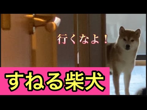 【柴犬飼い主54歳】子供のようにマジで出てこない柴犬！
