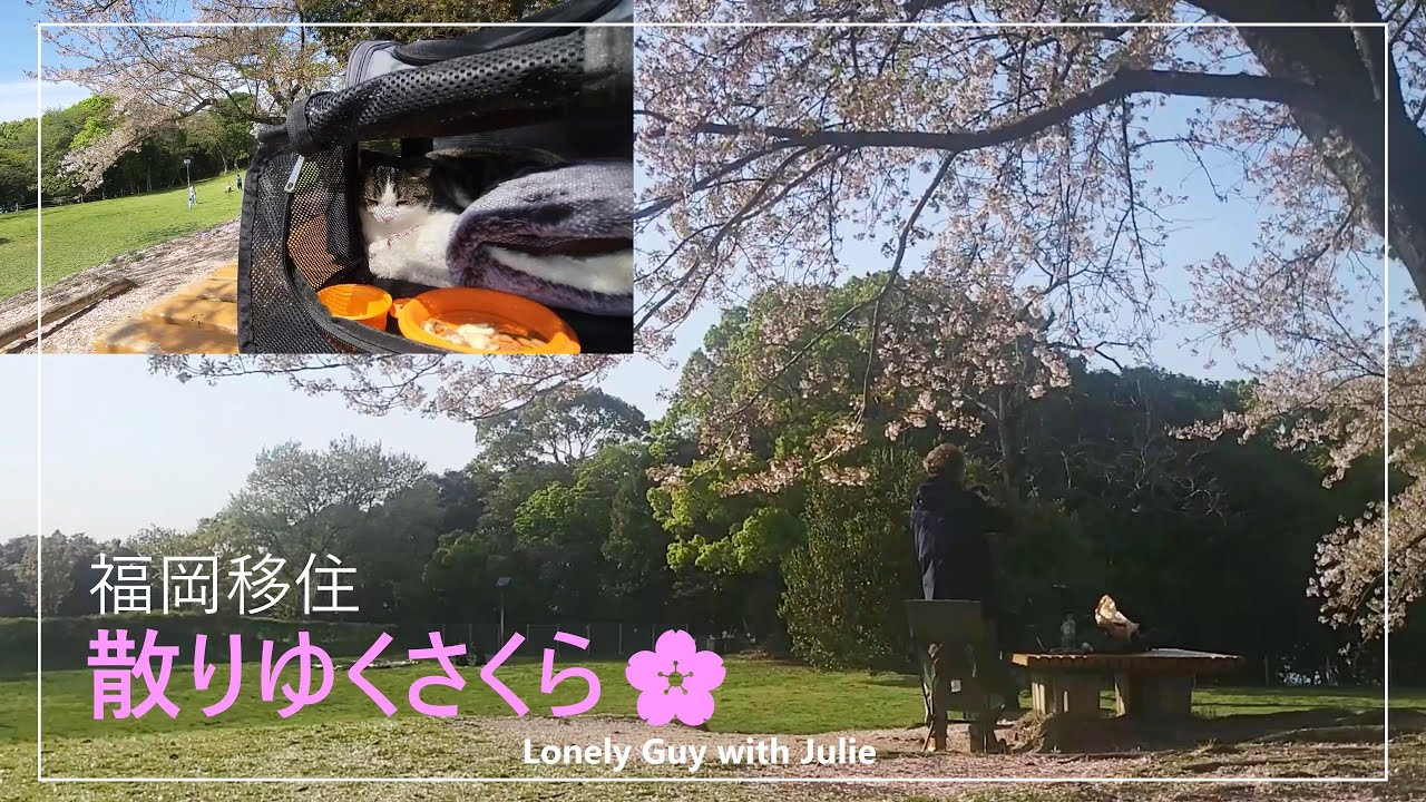 vlog【#50代無職 福岡移住】愛猫Julieと散りゆく桜を眺めた　～今年最後のお花見～森や池に囲まれた自然豊かな公園「西南杜の湖畔公園」【 大阪のタワマン→福岡のアパート暮しvol.21】