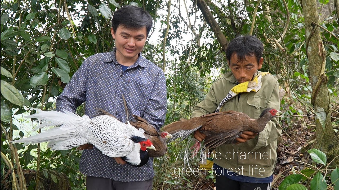 Go to the old forest dig tubers meet the hunter and the white pheasants. Robert | Green forest life