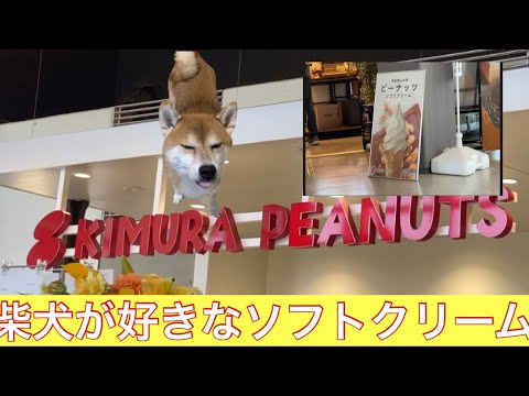 【柴犬飼い主54歳】館山に行かなくても手賀沼で食べれるようになったピーナツソフト行ってみた！
