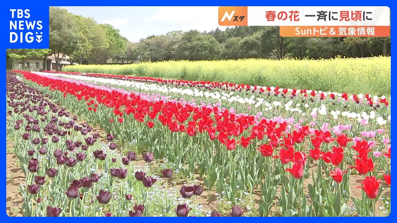 ネモフィラにチューリップ　“春の花”のじゅうたん広がる【SUNトピ】｜TBS NEWS DIG