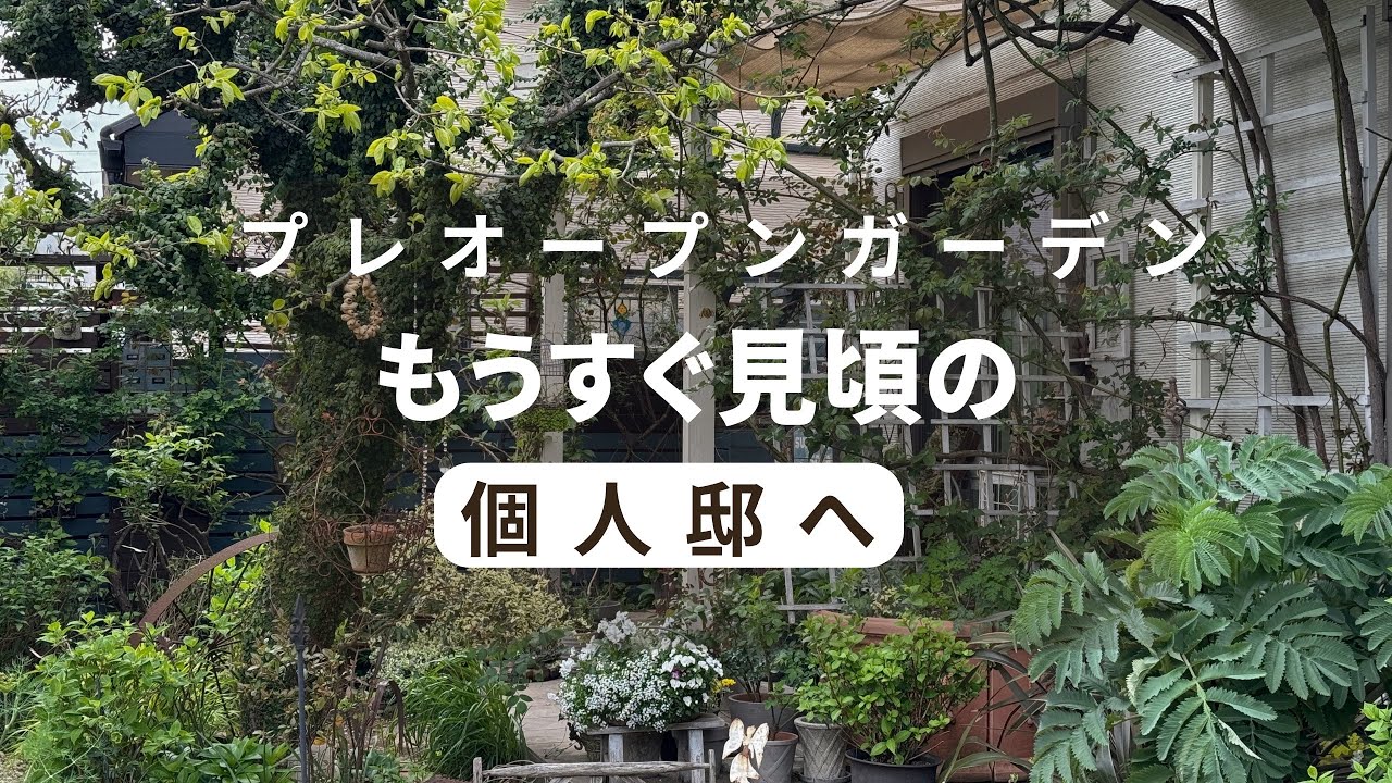 『マニア向け』個人邸のプレオープンガーデンへ