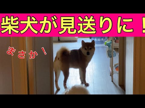 【柴犬飼い主54歳】気分次第でお見送りをしてくれる柴犬！