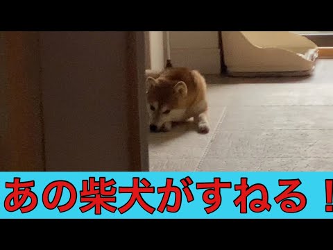 【柴犬飼い主54歳】飼い主が出かける時になると子供のようにすねる柴犬！
