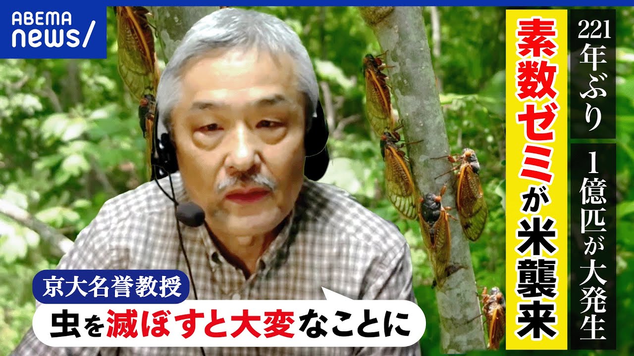 【セミ】221年ぶりに1億匹が発生？抜け殻で事故に？昆虫の役割は？害虫駆除の依頼は？京大名誉教授と考える｜アベプラ