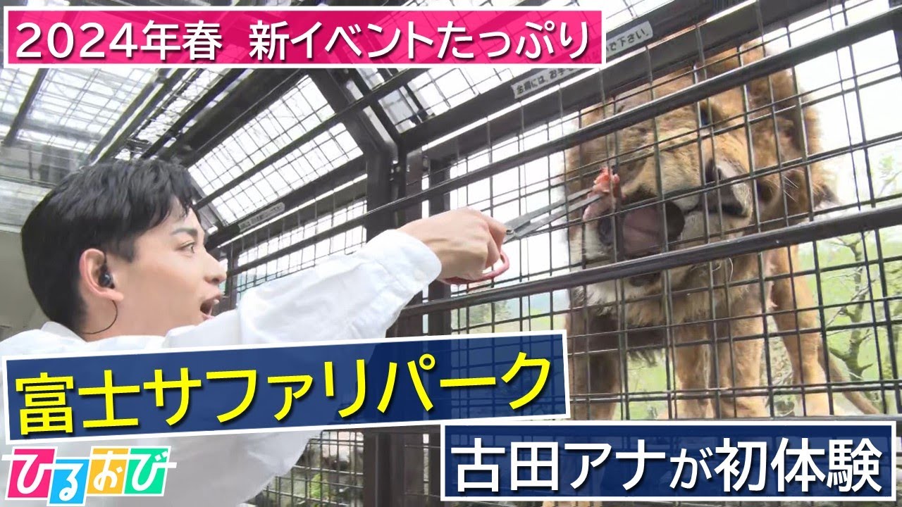 【ひるおび】2024年春　新イベント続々「富士サファリパーク」から中継！ゾウ＆ライオンに迫力の餌あげ